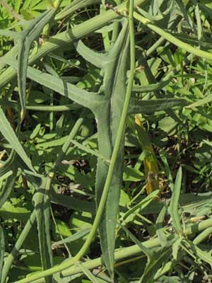 leaf of Lactuca species, Nairobi, Kenya, photo © by Michael Plagens