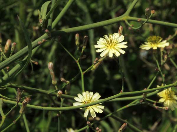 Lactuca species, Nairobi, Kenya, photo © by Michael Plagens