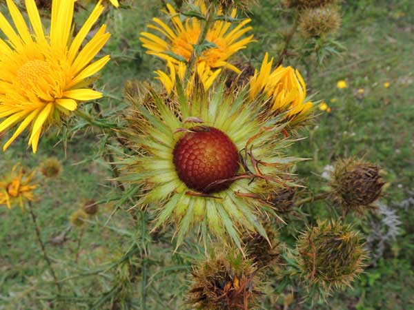 Berkheya spekeana from Kenya, photo © by Michael Plagens