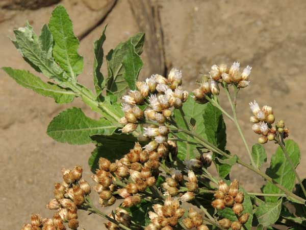 Laggera crispata from Kenya, photo © by Michael Plagens