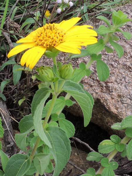 inflorescence of herbaceous asteraceae, Aspilia sp. from Turbo, Kenya, photo © by Michael Plagens