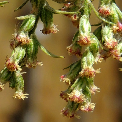 Detail of small, pendulous flower heads, Artemisia afra, Eldoret, Kenya, photo © by Michael Plagens