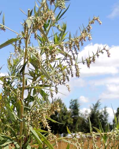 Artemisia afra, the spikes of flower heads are pendulous, Kenya, photo © by Michael Plagens