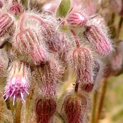 close view of flower heads (capsila) of Veronia species, Eldoret, Kenya, photo © by Michael Plagens