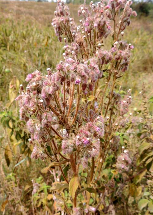 possible Veronia species, asteraceae, with purplish phyllaries and much pubescence on the inflorescence, Eldoret, Kenya, photo © by Michael Plagens