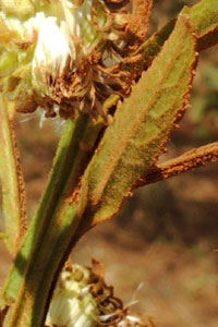 view of leaf and stem of Veronia species, Eldoret, Kenya, photo © by Michael Plagens