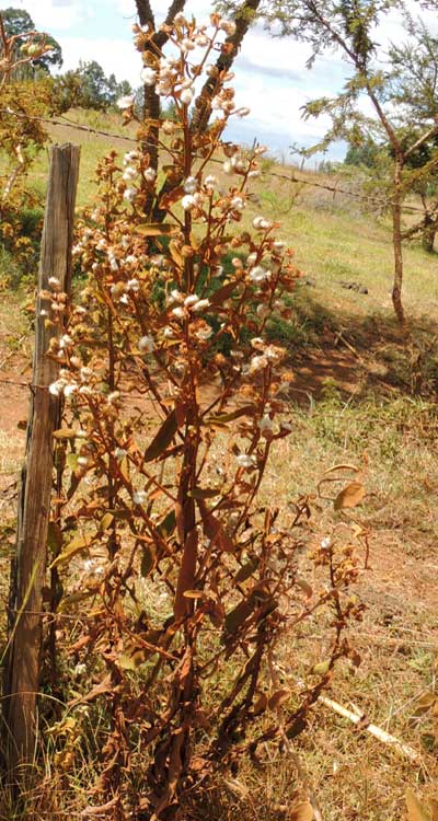 possible Veronia species, asteraceae, with ridged stems and rusty pubescence on the foliage, Eldoret, Kenya, photo © by Michael Plagens