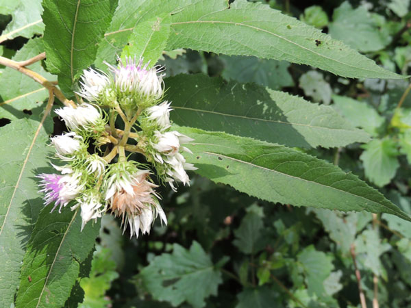 possible Vernonia species, asteraceae, with ridged stems and rusty pubescence on the foliage, South Nandi Forest near Kaptumo, Kenya, photo © by Michael Plagens