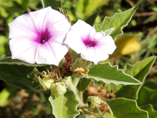 an upright, herbaceous morning-glory, Astripomoea lachnosperma, from Kenya, photo © by Michael Plagens