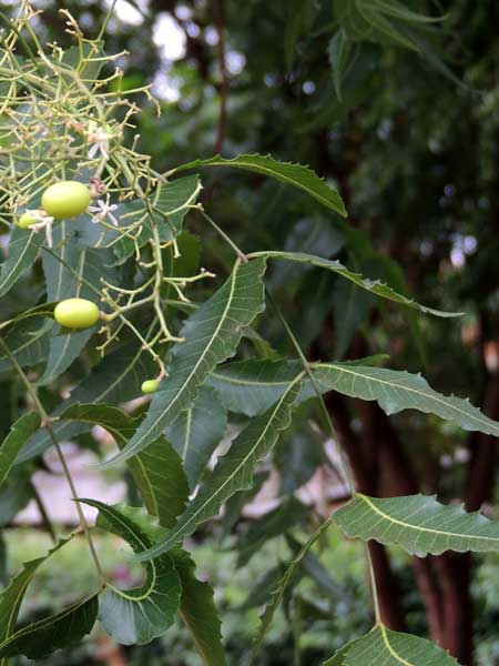 Toona ciliata, Moshi, Tanzania, photo © by Michael Plagens