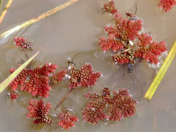 Azolla Fern, possibly A. filiculoides, in Kenya, photo © by Michael Plagens