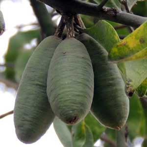 fruit of Balanites aegyptiaca from Kerio Valley