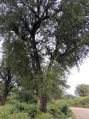 large example from Kerio Valley