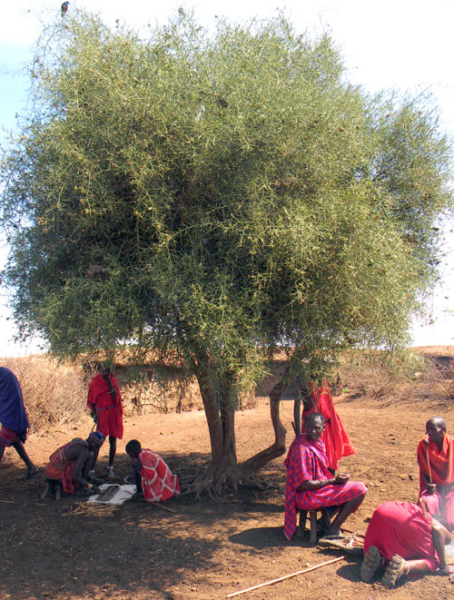 Maasai men take shelter from the Sun under a Desert Date, Balanites aegyptiaca, Kenya, photo © by Michael Plagens