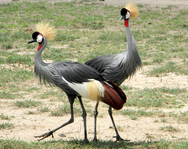 Gray-crowned Crane, Balearica regulorum, photo © by Michael Plagens. Identified by F. N'gweno.