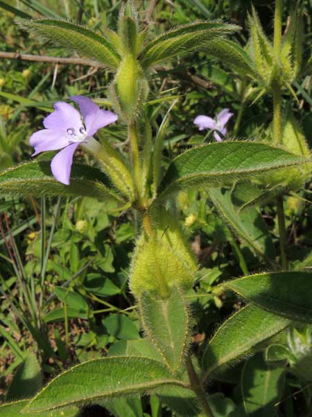 Baleria sp. Acanthaceae, photo © Michael Plagens