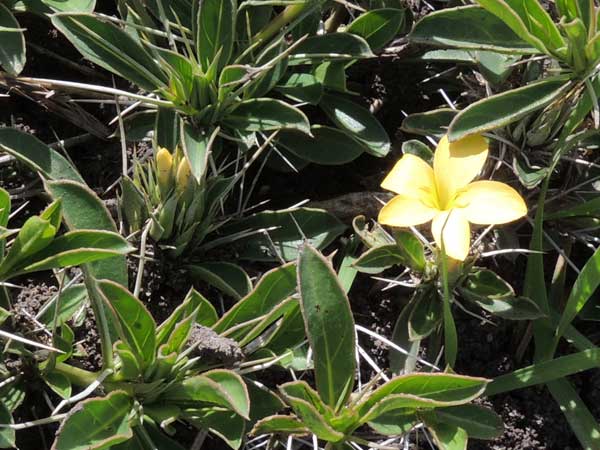 Barleria, perhaps Barleria eranthemoides, Acanthaceae, photo © Michael Plagens