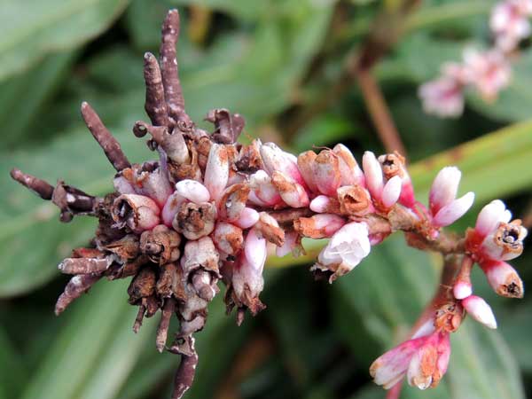 smut fungus in developing seeds of Persicaria from Eldoret, Kenya. Photo © by Michael Plagens