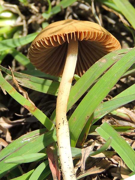 a gilled mushroom from Kiserian, Kenya. Photo © by Michael Plagens