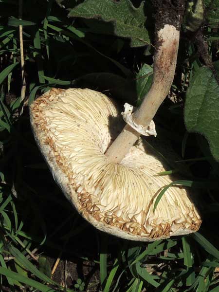a gilled mushroom from Nyeri, Kenya. Photo © by Michael Plagens