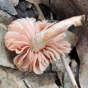 a gilled mushroom from Turbo, Kenya. Photo © by Michael Plagens