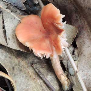 a gilled mushroom from Turbo, Kenya. Photo © by Michael Plagens