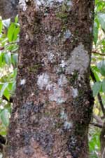 Trunk and bark of Bersama abyssinica photo © by Michael Plagens