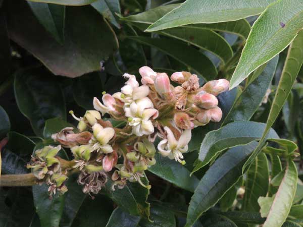 Bersama abyssinica foliage and fruit photo © by Michael Plagens