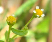 a flowering head of spanish needles, Bidens pilosa