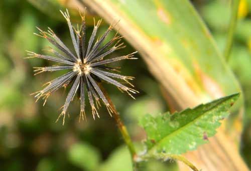 Spanish Needles, Bidens pilosa, photo © by Michael Plagens