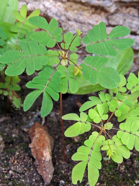 Biophytum abyssinicum in Kenya, photo © by Michael Plagens