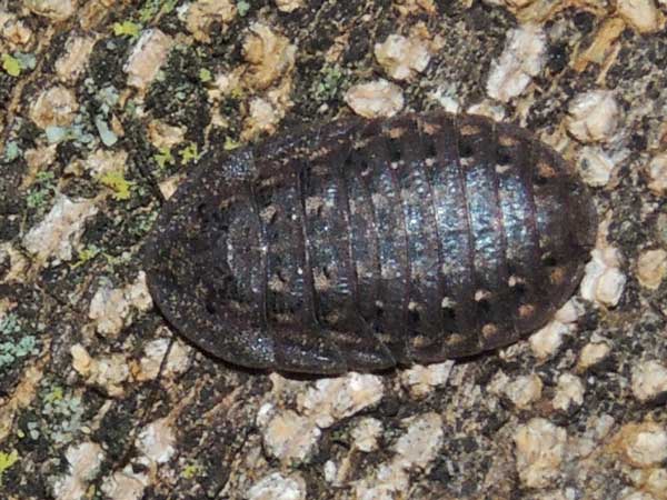 a bark cockroach from Kerio Valley, Kenya, photo © by Michael Plagens