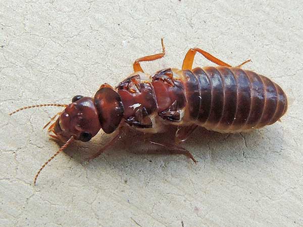 a wingless cockroach from Olesossos, Kenya, photo © by Michael Plagens
