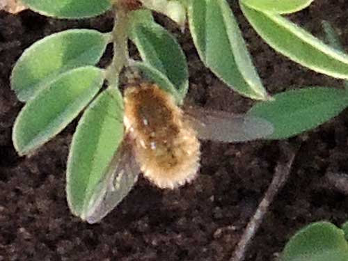 a Bee Fly, Bombyliidae, observed at Mweiga, Nyeri County, Kenya. Photo © by Michael Plagens