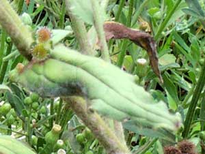 leaf detail of Cynoglossum, photo © Michael Plagens