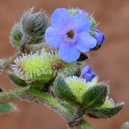 Cynoglossum, a Boraginaceae, Eldoret, Kenya, photo © by Michael Plagens