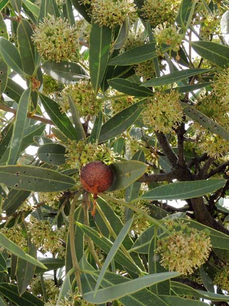 Boscia speciea from Magadi Road, Kenya, photo © by Michael Plagens