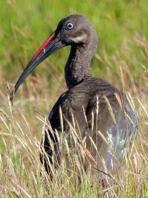 Hadada Ibis, Bostrychia hagedash, photo © by Michael Plagens.