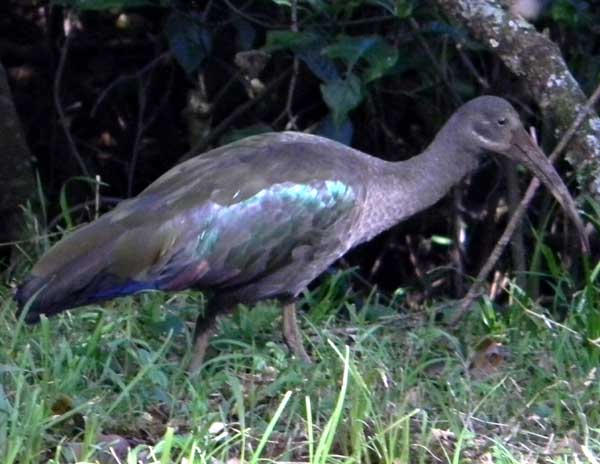 Hadada Ibis, Bostrychia hagedash, photo © by Michael Plagens.