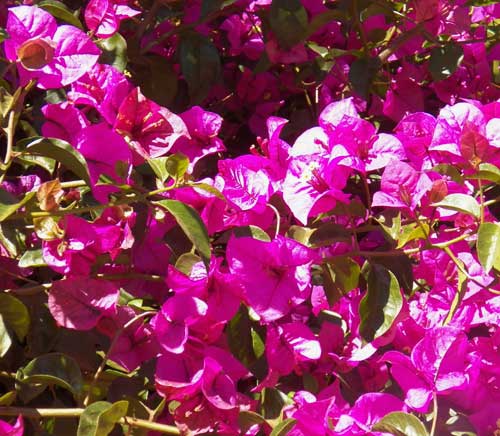 Bougainvillea, Kenya, photo © by Michael Plagens