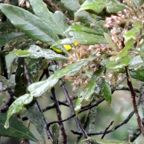 Silver Oak, Brachylaena huillensis, Nairobi, Kenya, photo © by Michael Plagens