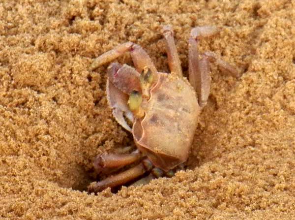 a pink ghost crab tunneling in sand below high tide mark, Malindi, Kenya, January 2012. Photo © by Michael Plagens
