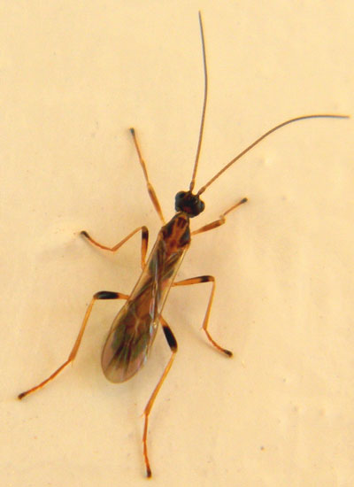 a small braconid wasp from Eldoret, October 2010. Photo © by Michael Plagens