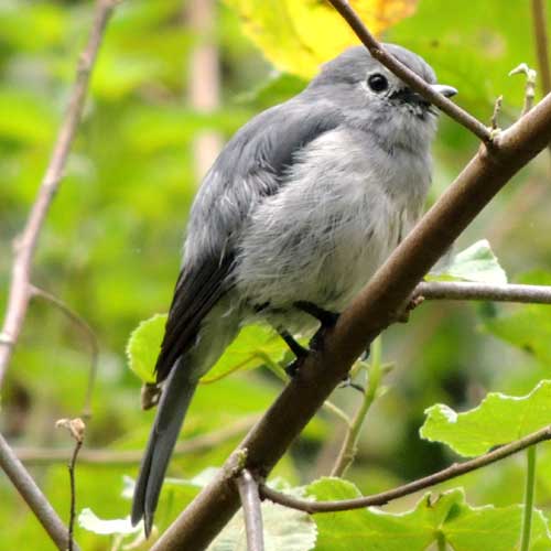 African Gray Flycatcher, Bradornis microrhynchus, photo © by Michael Plagens.