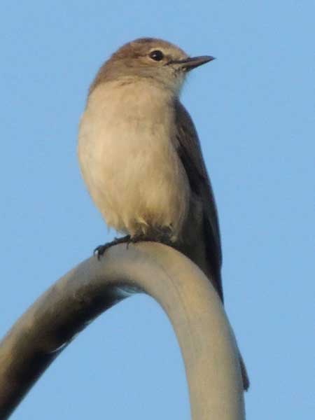 Pale Flycatcher, Bradornis pallidus, photo © by Michael Plagens.