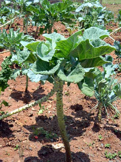 Sukuma Wiki, Brassica oleracea, a frequent vegetable garden plant at mid and high elevations, Kenya, photo © by Michael Plagens