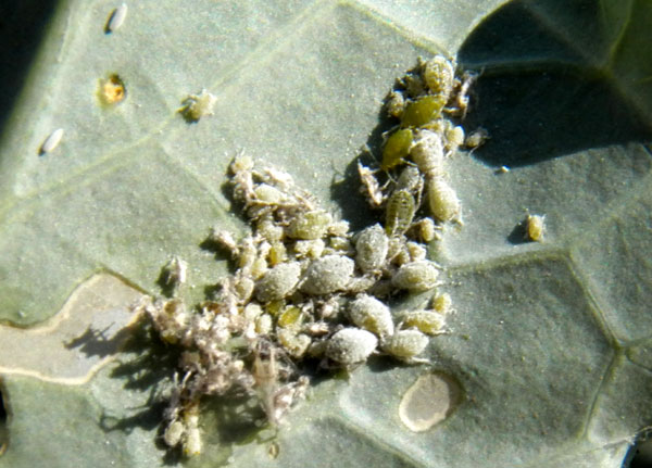 a colony of Cabbage Aphids, Brevicoryne brassicae, from Eldoret, Kenya. Photo © by Michael Plagens