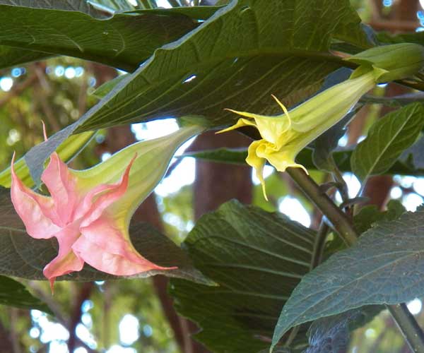 Angel's Trumpet, Brugmansia sp, from near Kitale, Rift Valley, Kenya, photo © by Michael Plagens