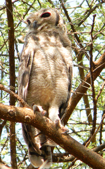 Spotted Eagle-Owl, Bubo africanus, photo © by Michael Plagens.