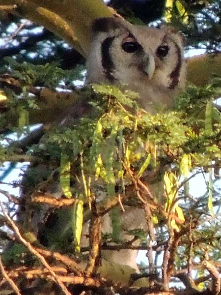 Verreaux'x Eagle Owl, Bubo lacteus, photo © by Michael Plagens.